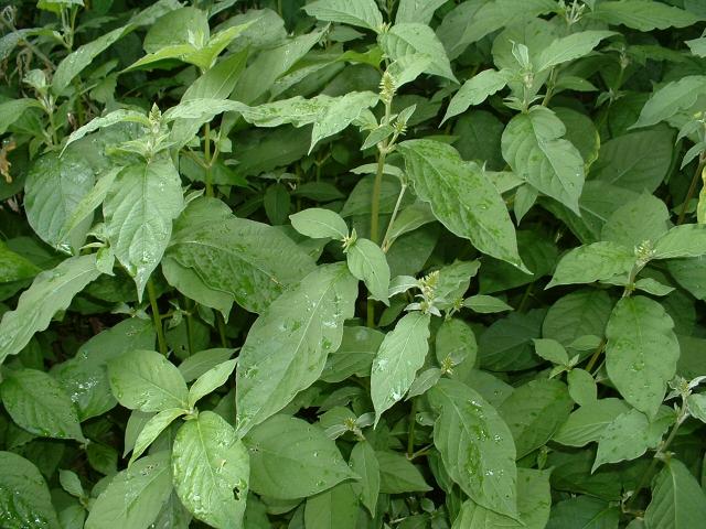 Achyranthes bidentata(seed)